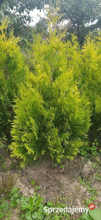 Thuja Europa Gold 130 do 220 Tuja dowóz Iglaki Olszana sprzedam