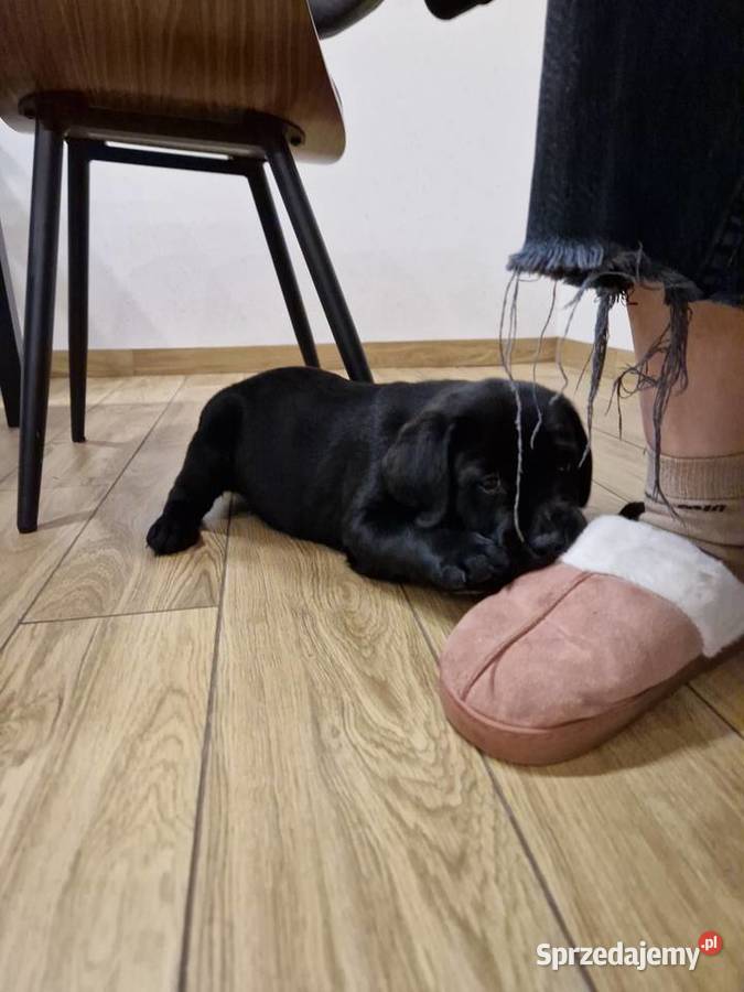 Labrador Retriever suczka gotowa do odbioru