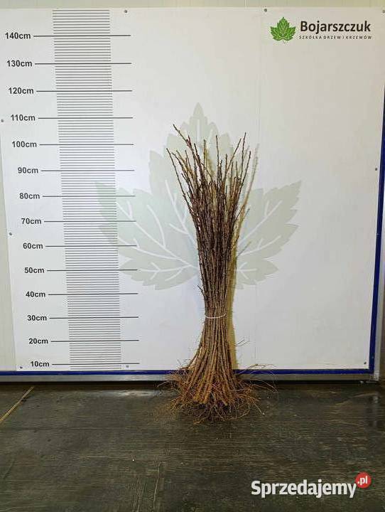 Sadzonki agrestu Mucurines Kamieniar Puszkinskij Stary Pożóg