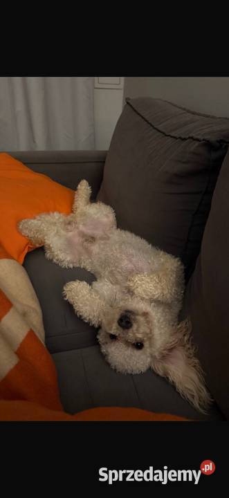 POMAPOO szpic miniaturowy pudel toy pies