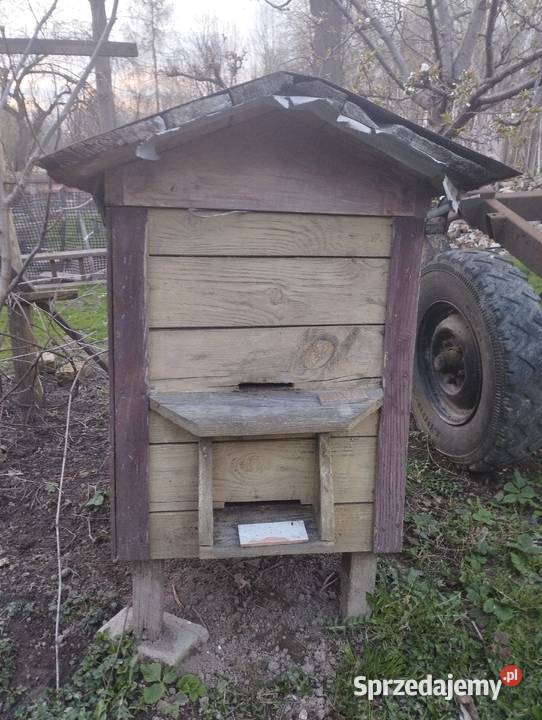warszawski zwykły z rodziną pszczelą Jastków