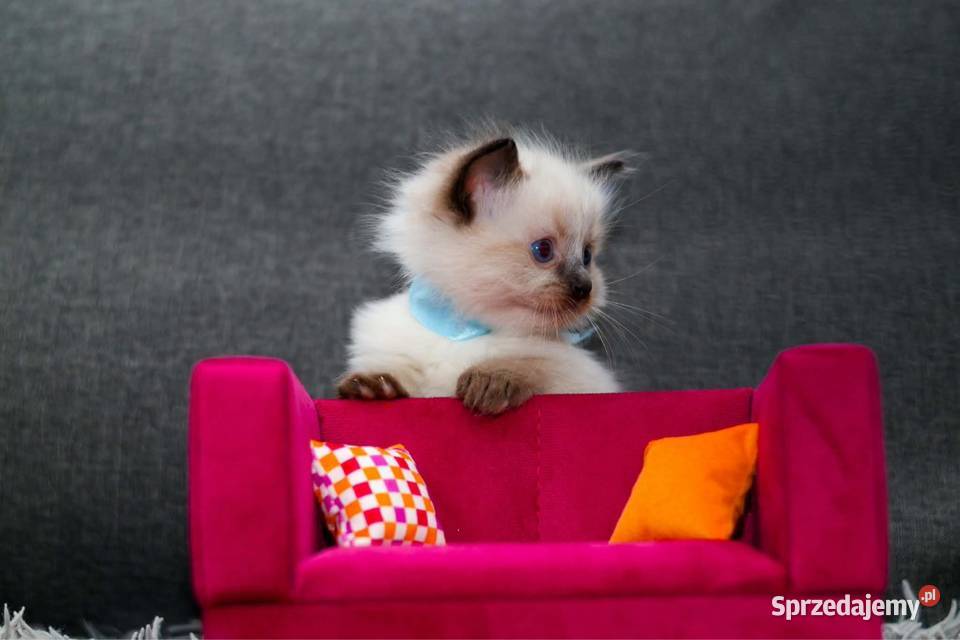 Ragdoll ragdollowe ostatni kocurek Piorunówek