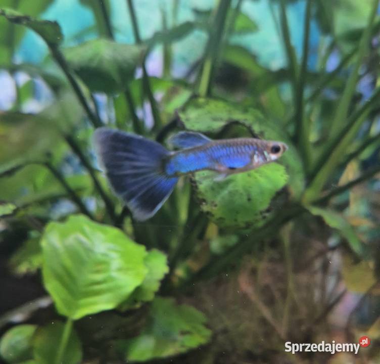 Sprzedam Gupiki Blue Singa parkę