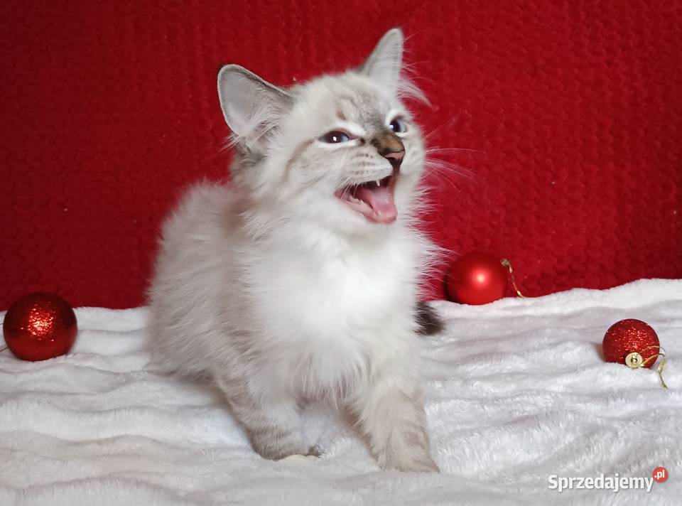 Koty Syberyjskie Neva Masquerade MALIBU