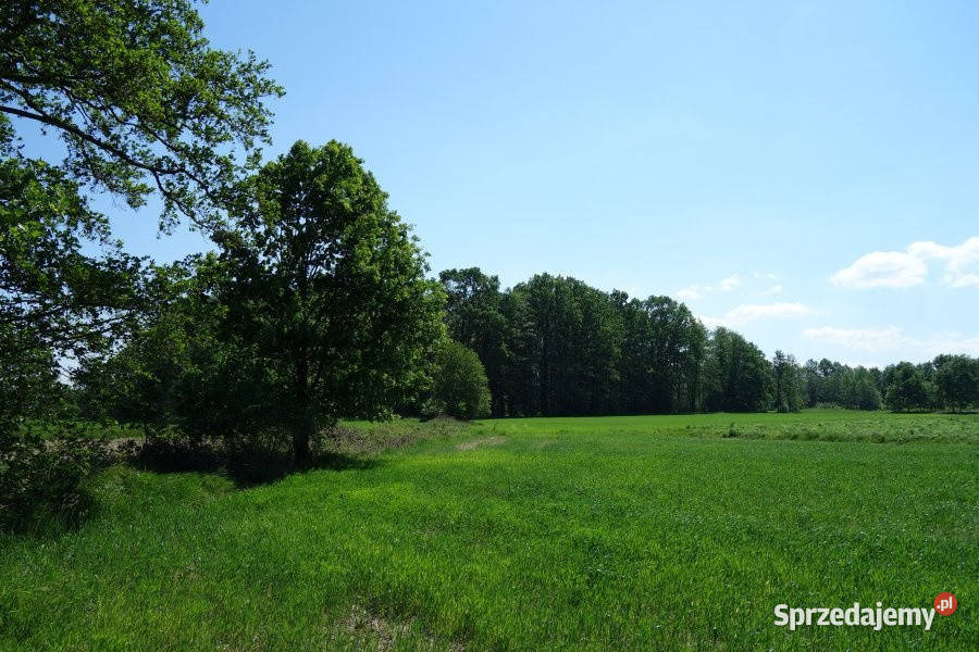 Skoczów Ochaby 57ar rolna pod lasem z pięknym