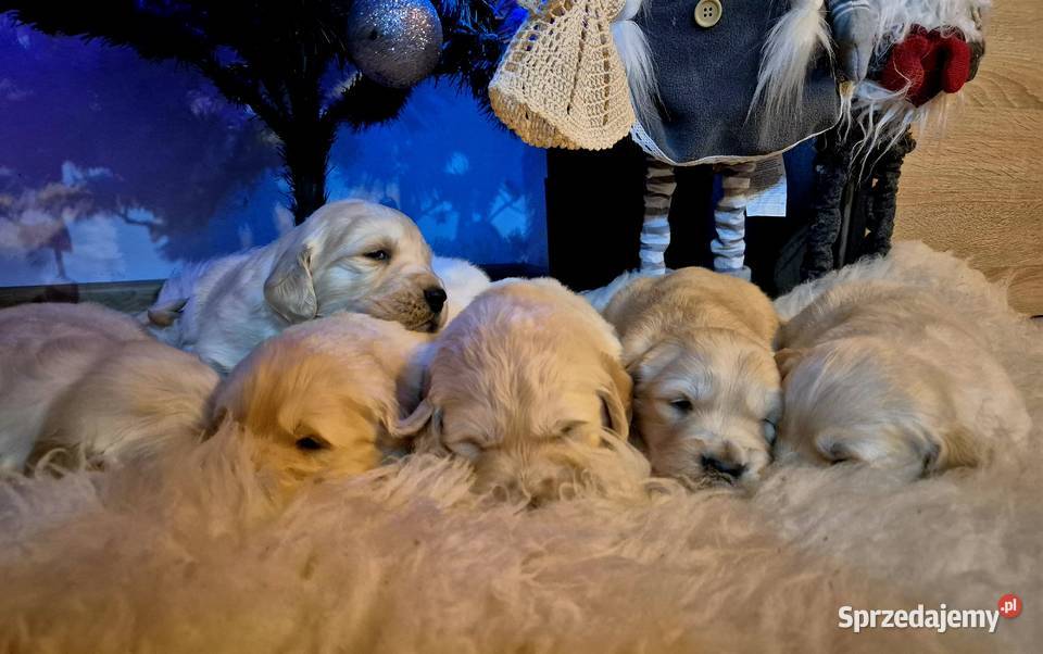 Golden retriever szczenięta małopolskie Kraków
