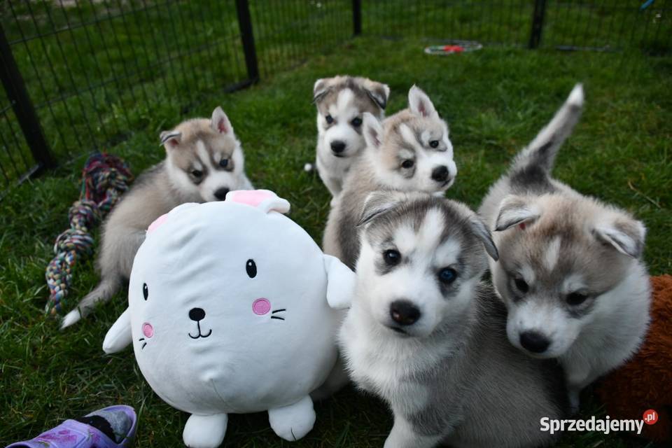 Syberian Husky ZkwP FCI Świętochłowice