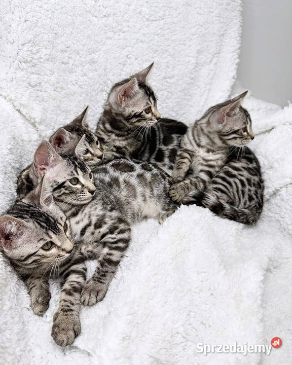 Srebrne kocięta bengalskie Lubliniec