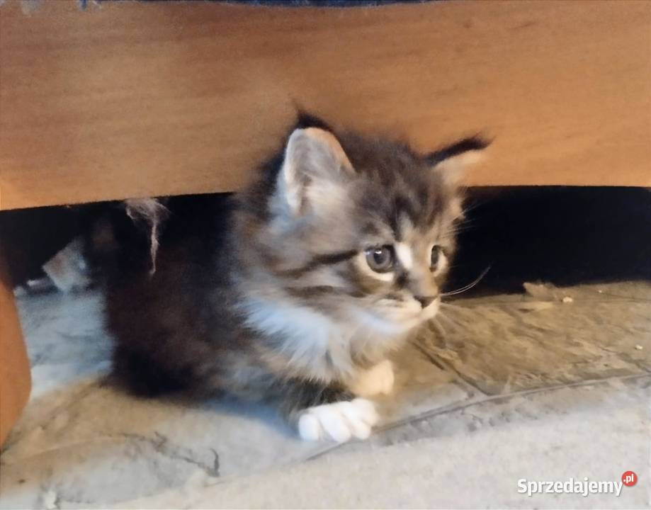 Piorun to śliczny kotek rasy Maine Coon Maine Coon Zielona Góra
