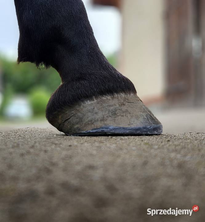 Struganie i korekta kopyt Nowy Tomyśl