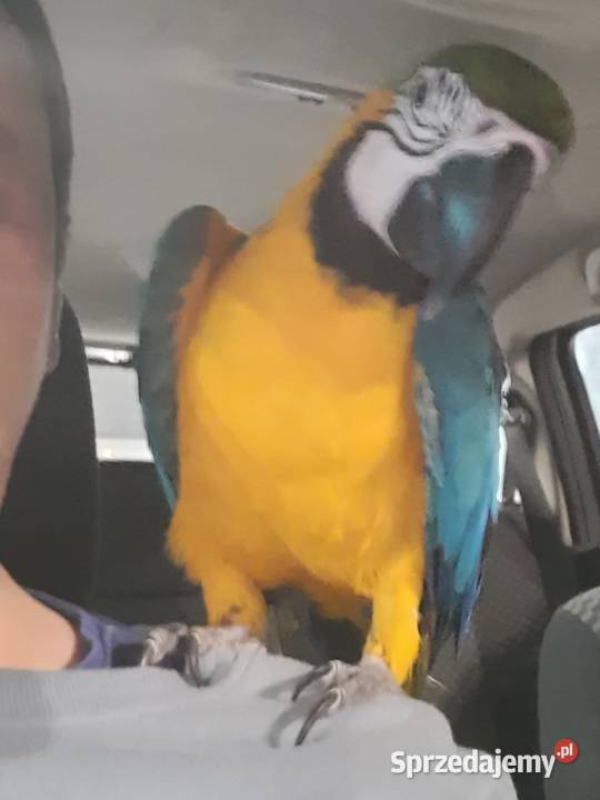 Sprzedam are araraune