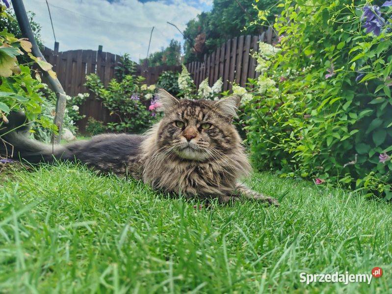 Kocurek Maine Coon lubelskie Krasnystaw