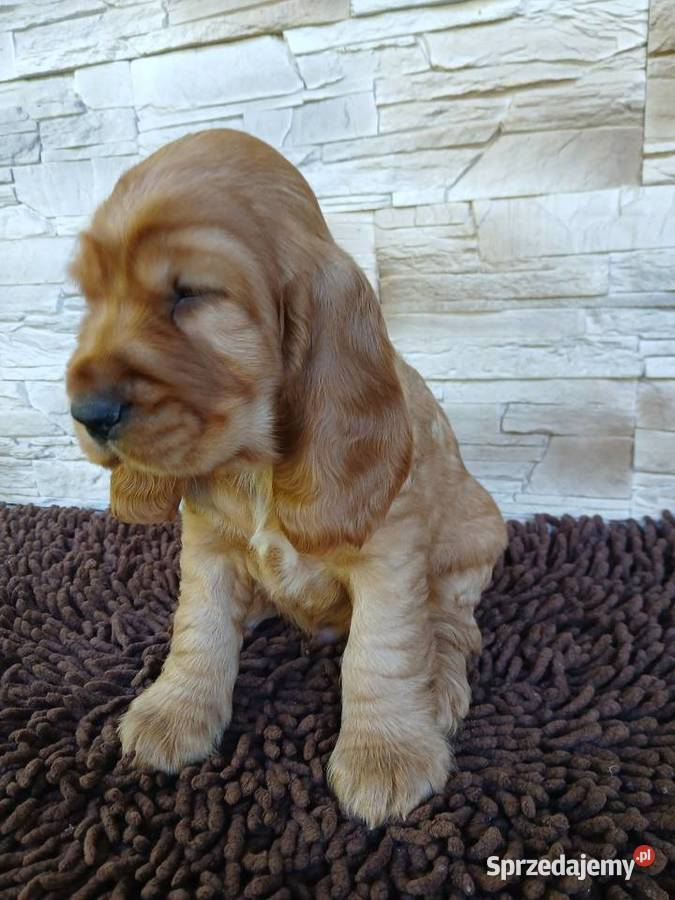 Śliczne Szczenięta Cocker Spaniel Angielski Cocker Spaniel Sieradz