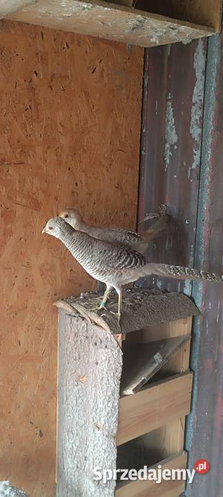 Bażanty bananowe Słopnice