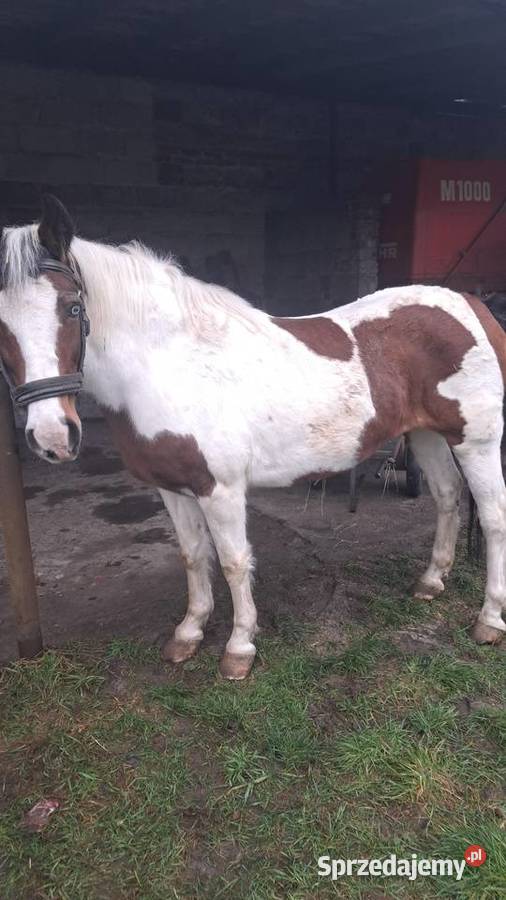 Sprzedam klacz łódzkie