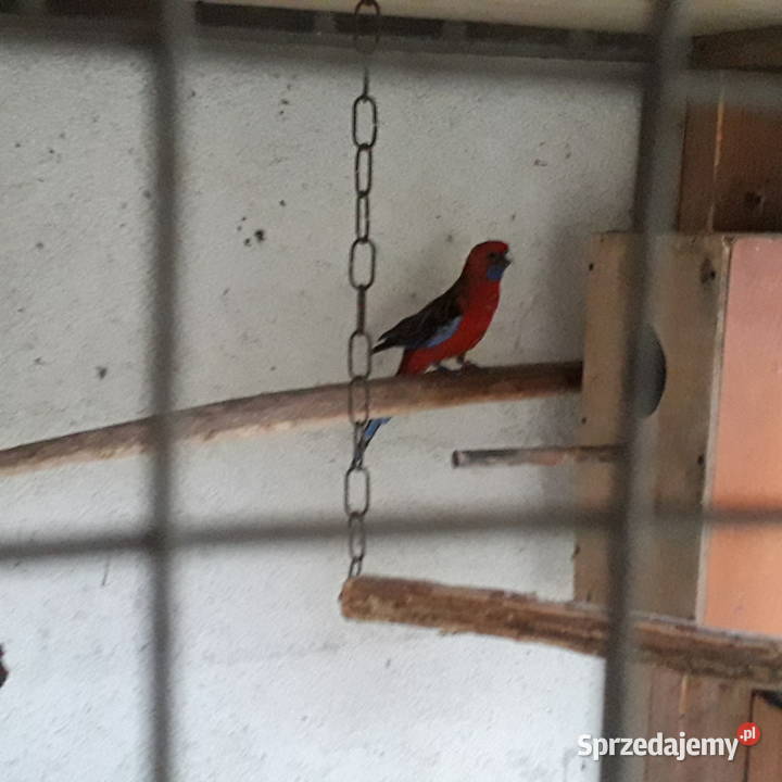 Papugi aleksandretta i rozella Chmielnik