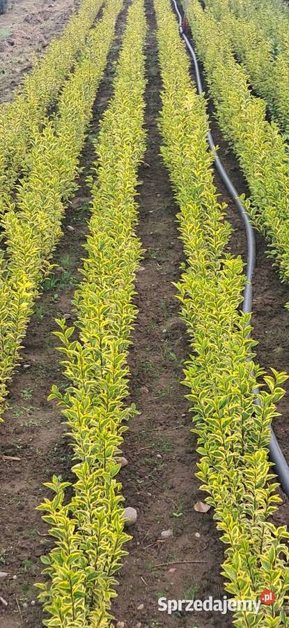 Ligustr zimolistny Aureum 4080 5