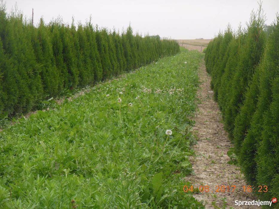 Tuja szmaragd 150 160 2018r Rośliny Bychawa
