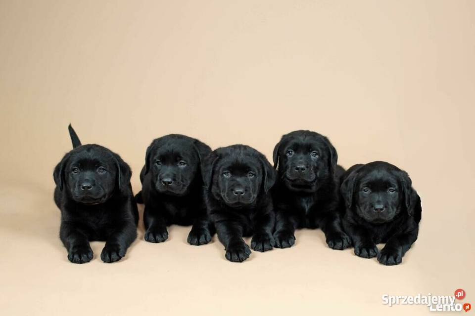 Labrador retriever szczenięta 8 tygodni Pleszew