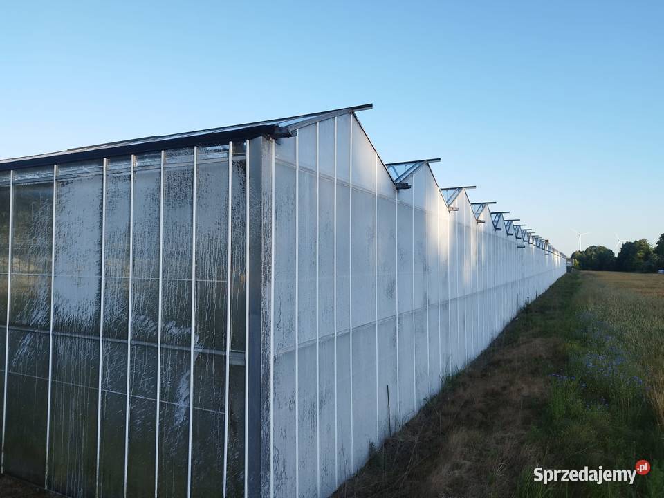 Szklarnia venlo holenderska holenderka szklarnie Częstochowa