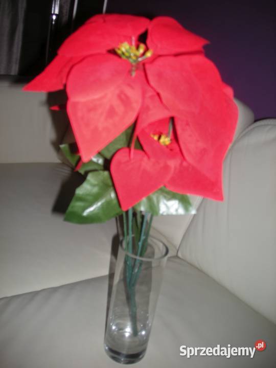 Gwiazda betlejemska sztuczna Gdańsk sprzedam