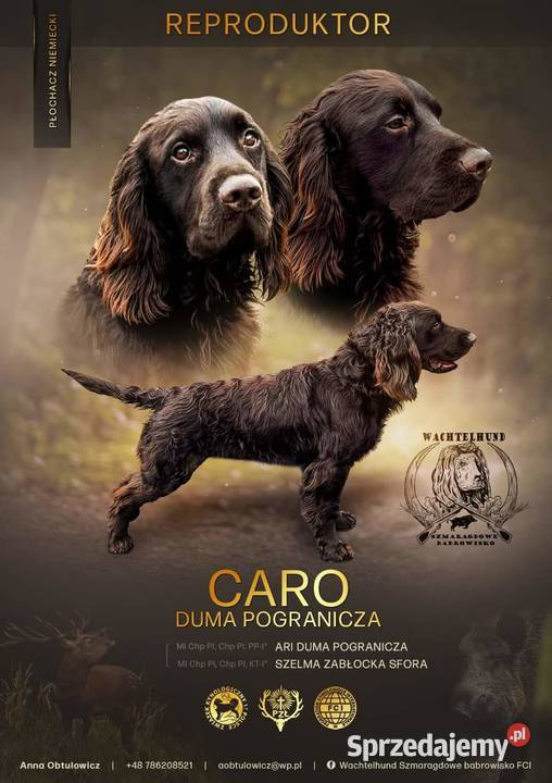 Płochacz niemiecki Wachtelhund REPRODUKTOR Krycie i reprodukcja usługa dla zwierząt