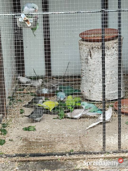 Mnichy nizinne różne mutacje Młode 2025 dorosłe Kalisz