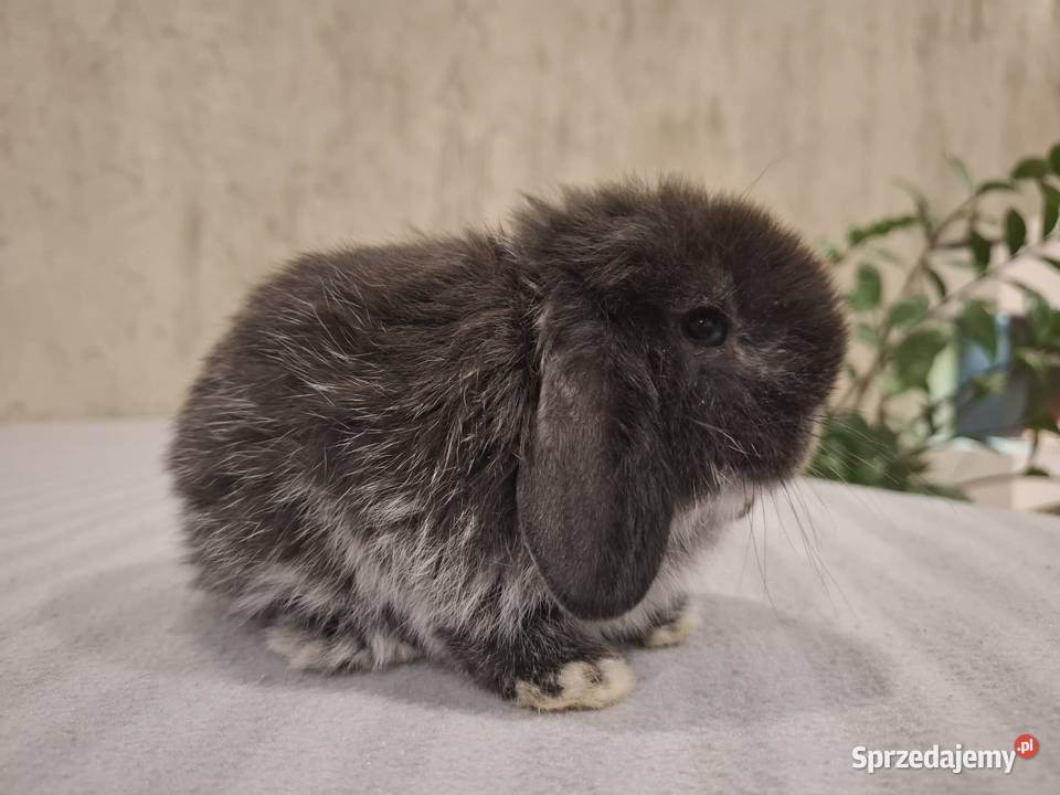 Karzełek baranek mini lop z oklapniętymi uszkami