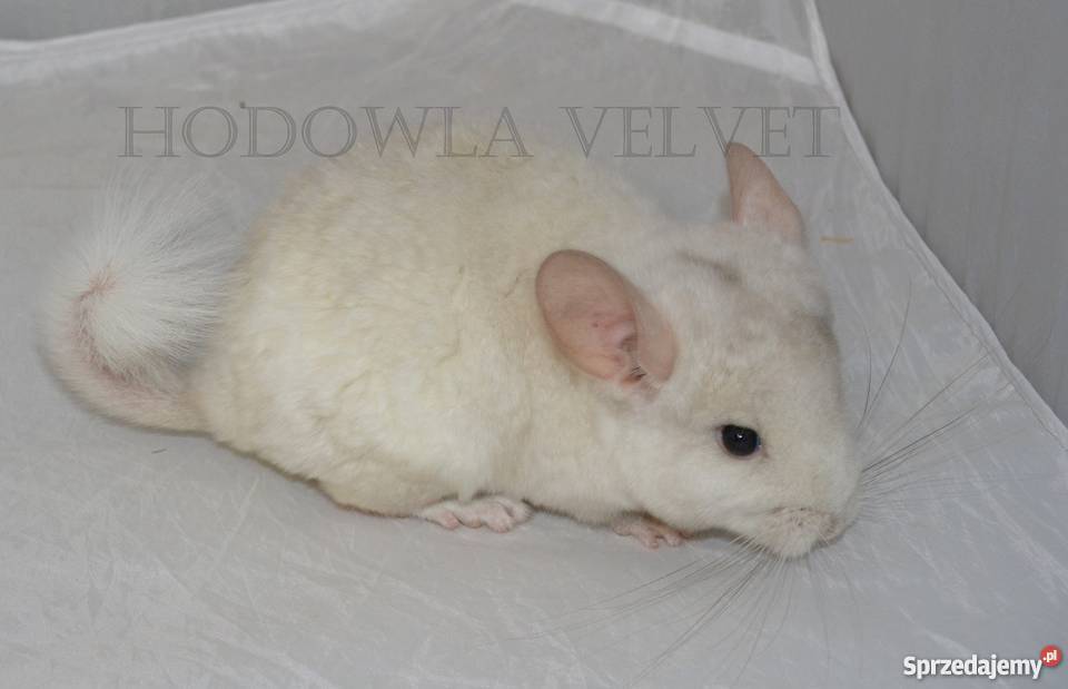 Szynszyl szynszyla samiec pink white mozaika gen Perzyce