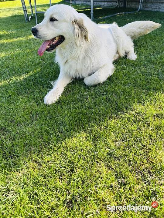 Golden Retriever Reproduktor Golden Retriever Nowogród