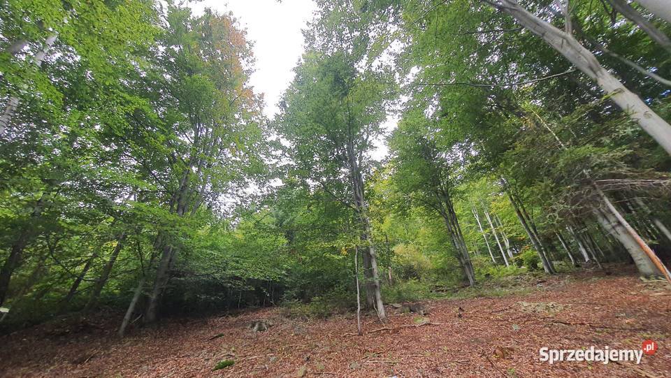 Piękny las 3900 m2 Tokarnia widok Tatry Kraków Więciórka