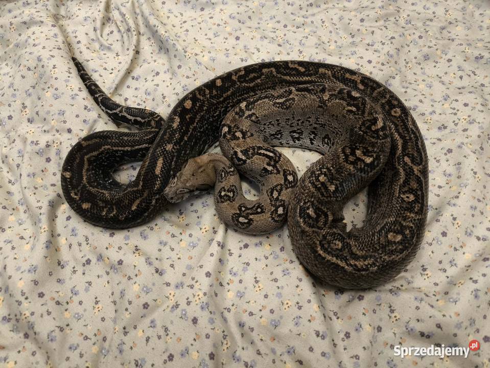 Boa constrictor samiec