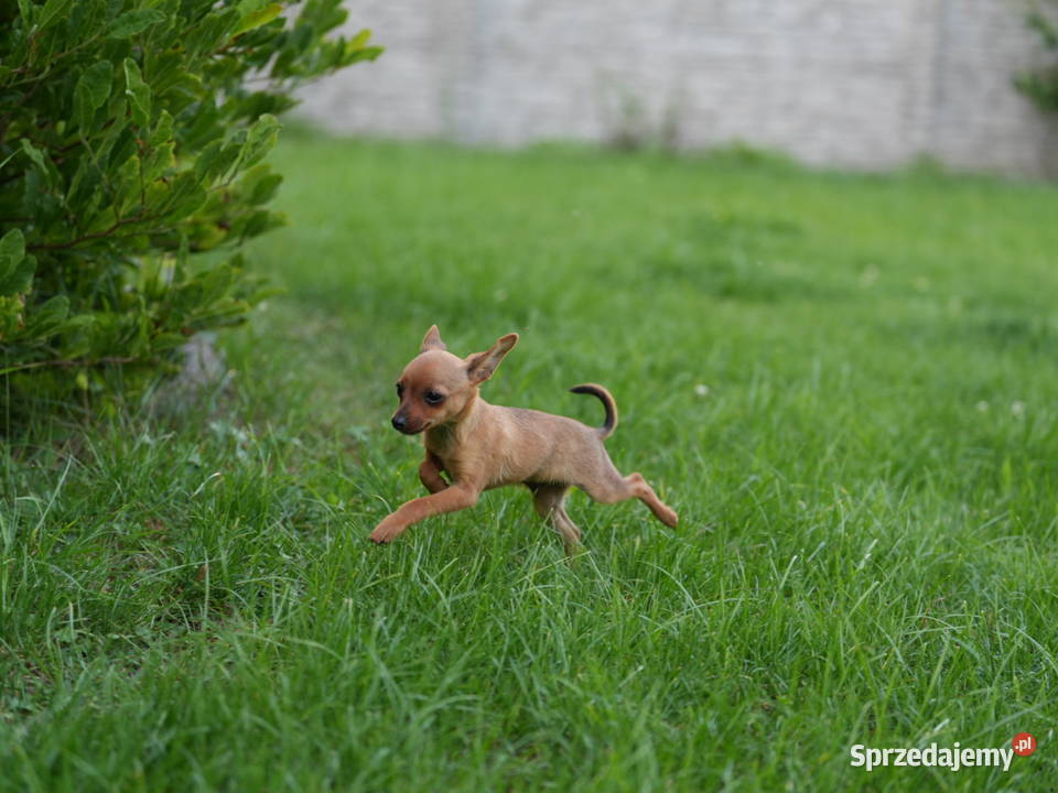 Pinczer miniaturowy XXS piesek ratlerek sarenka Myszyniec
