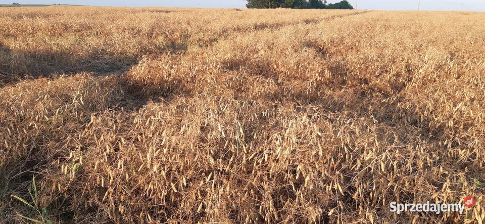 Groch siewny Batuta Wolbrom sprzedam