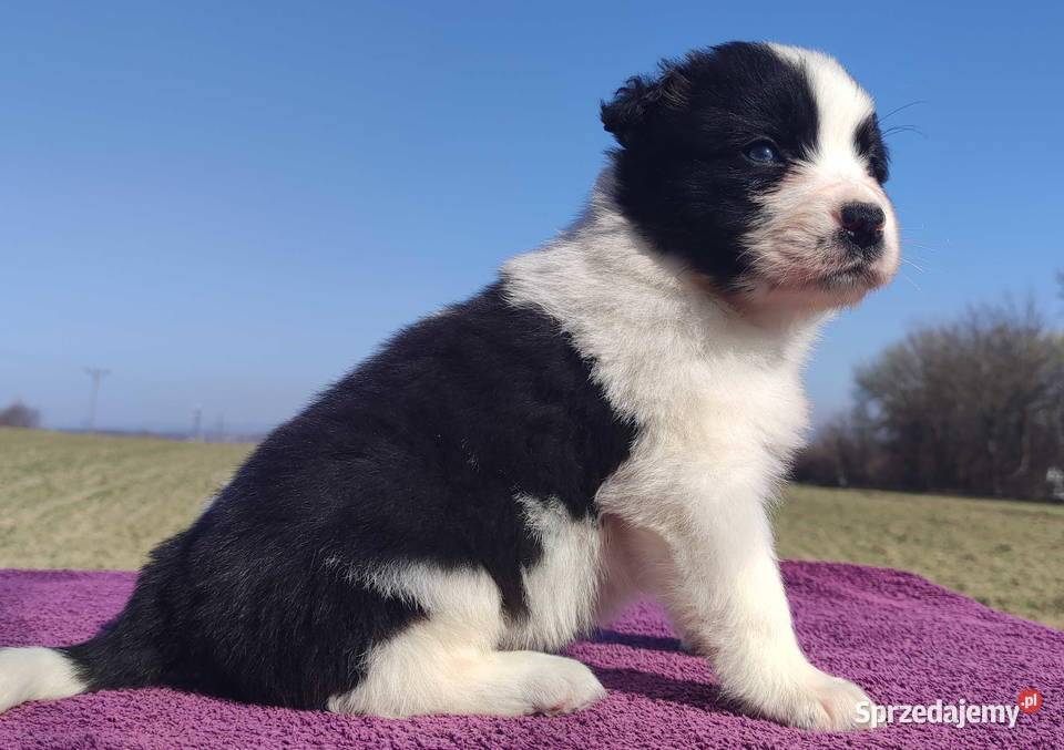 Rasowy Pies Border Collie TONY z pełną dok z Zwierzęta Iwonicz