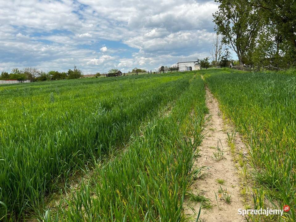 Działka budowlana drodze asfaltowej Goszków sprzedam