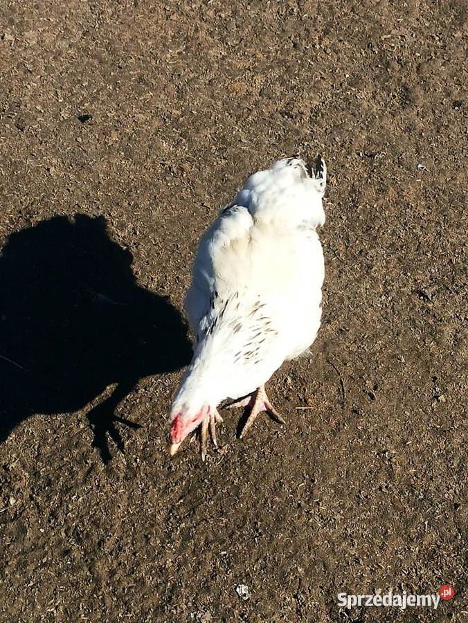 Koguty zargodowe i koguty orpington lubelskie Krasnystaw