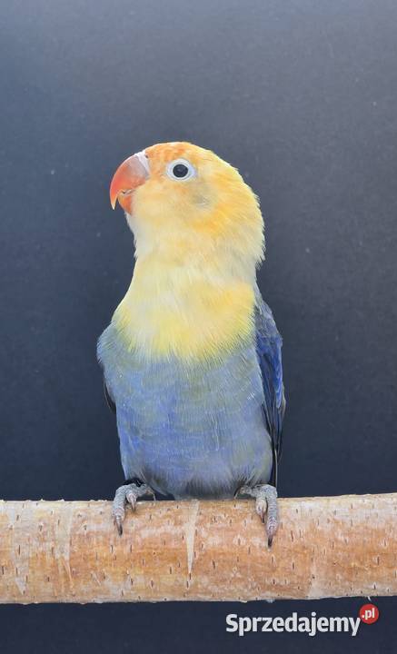 Nierozłączka fischer młoda do oswojenia I Opole