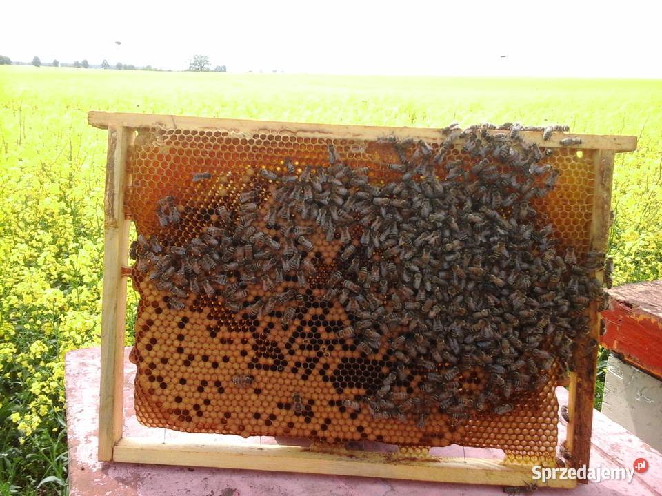 Sprzedam przezimowane rodziny pszczelepszczoły Szamocin