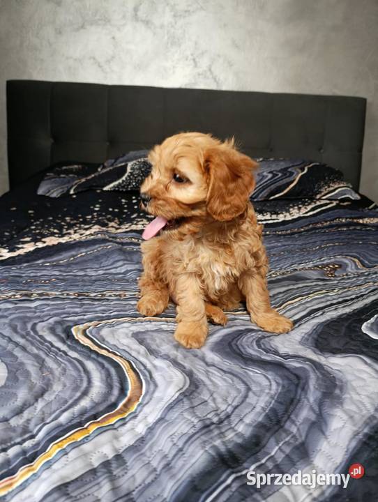 Piesek Cavapoo Szczaworyż