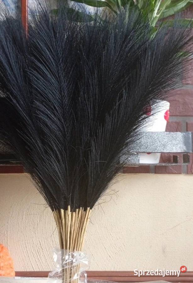 Czarna trawa pampasowa 40 sztuk Pozostałe Szczecinek