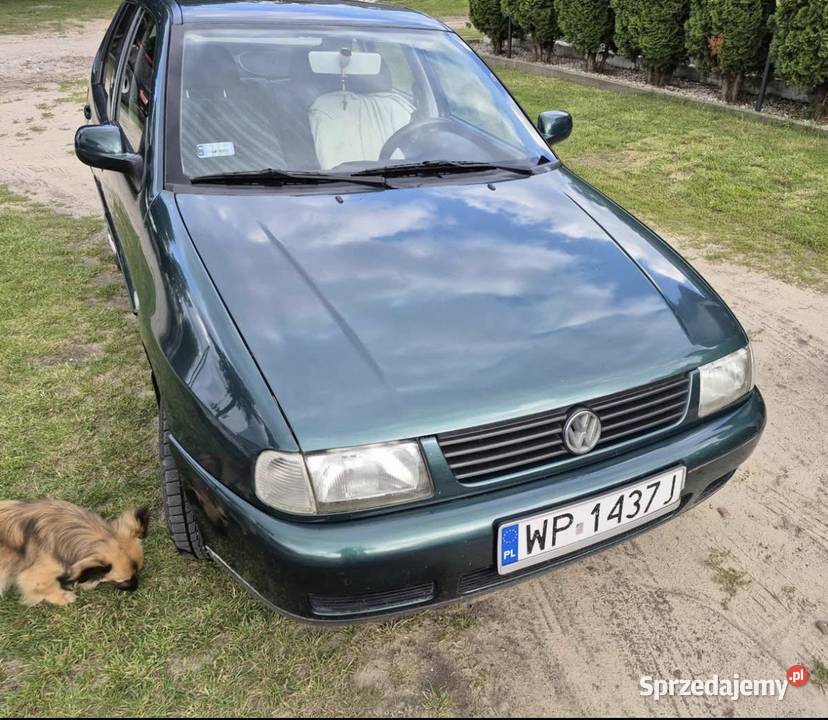 VW Polo Classic benzyna Brudzeń Duży