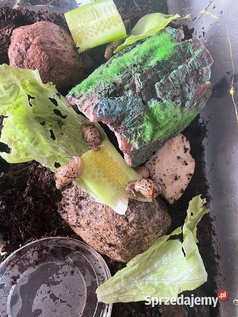 Sprzedam Ślimaki afrykańskie Lissachatina śląskie Rybnik