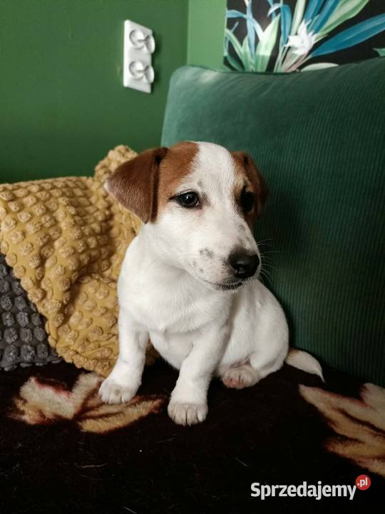 Wzorcowe Jack Russell terrier doskonała budowa opolskie Krapkowice