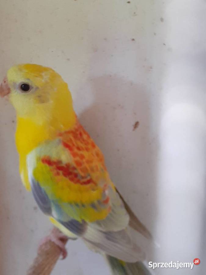 Papugi swiergotki sprzedam Ptaki sprzedam