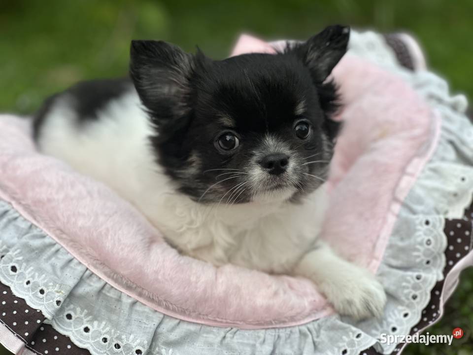 Chihushua długowłosy Chihuahua Jawor