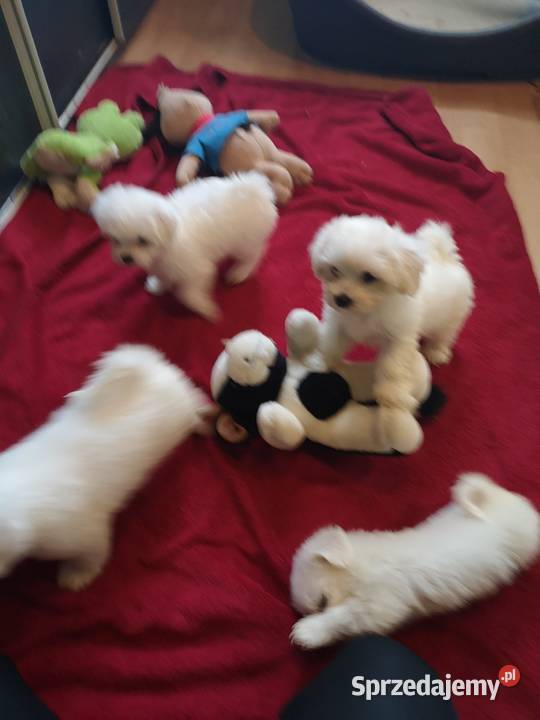Maltanczyk Przepiękne Szczenięta ODBIÓR Szczecinek