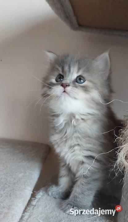 Śliczna Niebieska Kotka Syberyjska PZFWCF Sochaczew