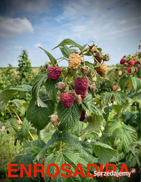 Sadzonka malin WYSYŁKA jesienna wiosenna kopana