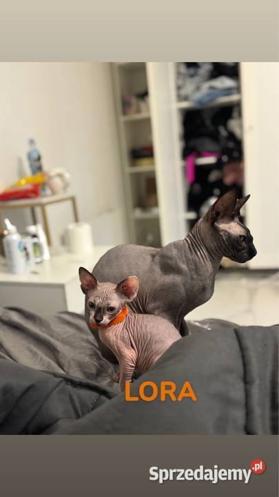 kot sfinks kotka kocur Skuszew